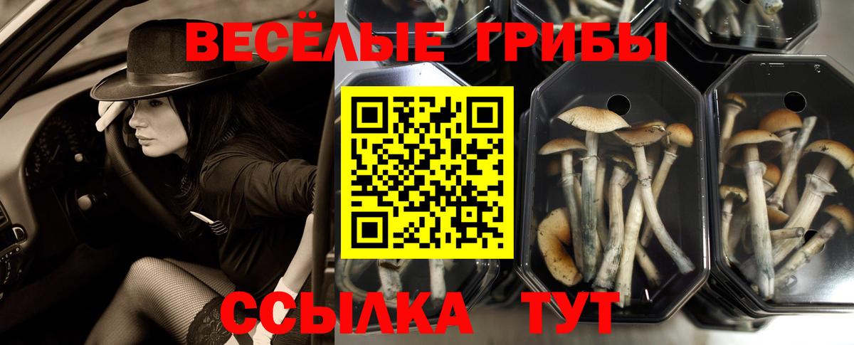 Ярцево  Галлюциногенные грибы Cubensis  Вход с VPN 